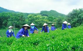 Nâng cao giá trị cây chè từ mô hình sản xuất an toàn